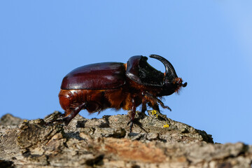 Dynastinae or rhinoceros beetles on tree on blue sky background
