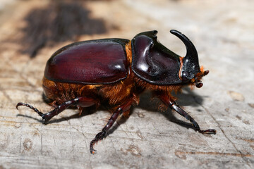 Dynastinae or rhinoceros beetles on tree