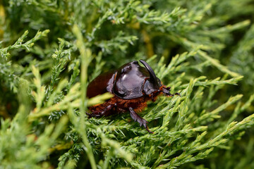 Dynastinae beetle is climbing branches, close view