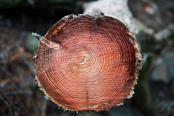 Cernes tronc d'arbre coupé