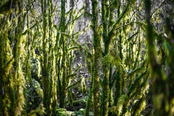 Fototapeta premium Forêt moussue
