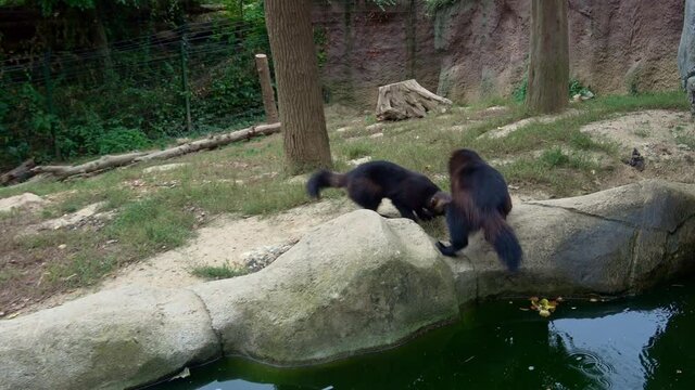 Couple wolverines (Gulo gulo) in the outdoor enclosure in ZOO Brno, Czech Republic