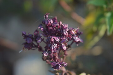 close up of a flower