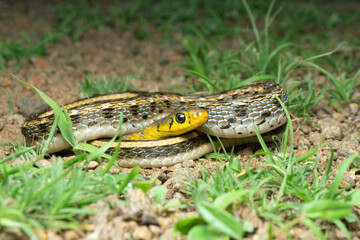Buff striped keelback, Amphiesma stolatum, Satara, Maharashtra, India