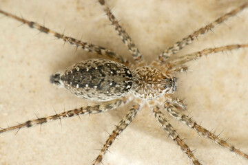 Closeup of Hippasa holmerae, Lawn wolf spider, Satara, Maharashtra, India
