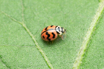 Lady bird beetle, Satara, Maharashtra, India