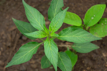 Leaves of chili pepper plant, Satara, Maharashtra, India