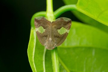 Fulgoroid plant hopper, Elasmoscelis species, Satara, Maharashtra, India