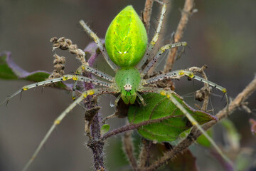 Green lynx spider, oxyops species, Satara, Maharashtra, India