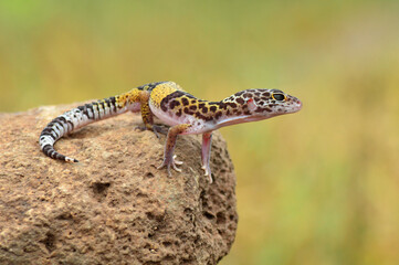 Indian leopard gecko, Eublepharis fuscus, Baramati Maharashtra India
