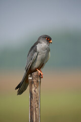 Amur falcon, Falco amurensis. It breeds in south-eastern Siberia and Northern China before migrating in large flocks across India and over the Arabian Sea Lonavala India