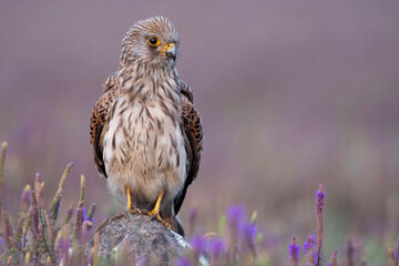 Female  common kestrel, Falco tinnunculus, Satara, Maharashtra, India