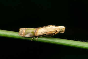 Arcola malloi, formerly Vogtia malloi, snout moth known as the alligator weed stem borer, Satara,...