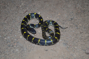 Yellow Spotted Wolf snake, Lycodon flavomaculatus endemic to western ghats, Satara, Maharashtra,...