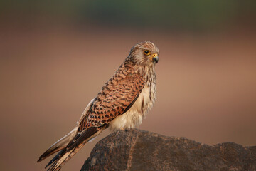 Female  common kestrel, Falco tinnunculus, Satara, Maharashtra, India