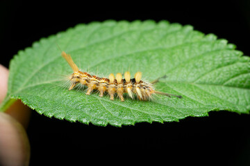 Caterpillar of moth species, Satara, Maharashtra, India