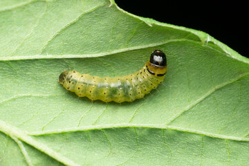 Caterpillar of swift butterfly, Satara, Maharashtra, India
