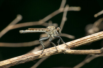 Robberfly, Zosteria species, Satara, Maharashtra, India