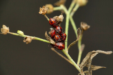 Cotton stainers bug, Pyrrhocoris apterus, Satara, Maharashtra, India