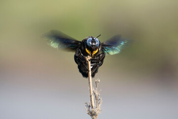 Carpenter Bee, Xylocopa latipes, Satara, Maharashtra, India