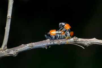 Mating pair of striped beetle species, Satara, Maharashtra, India
