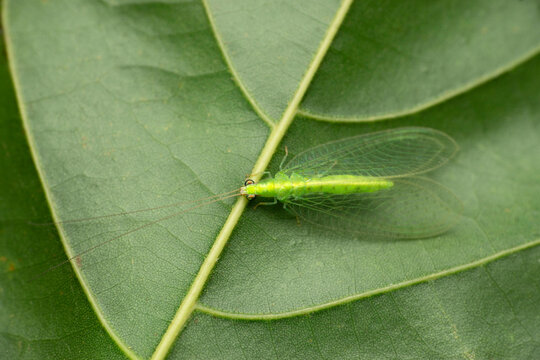Green lacewing fly, Nothancyla verreauxi, Satara, Maharashtra, India