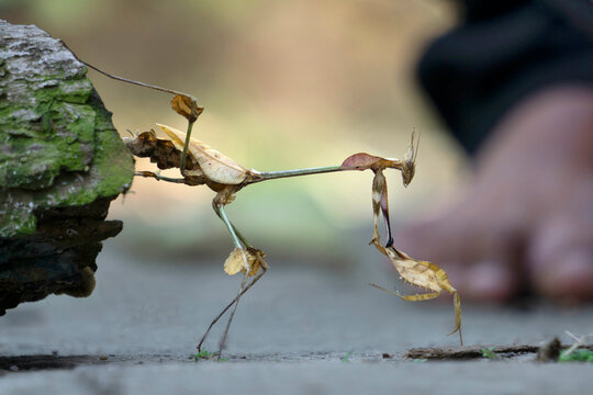Indian wondering violin mantis, Gongylus gongylodes, Satara, Maharashtra, India