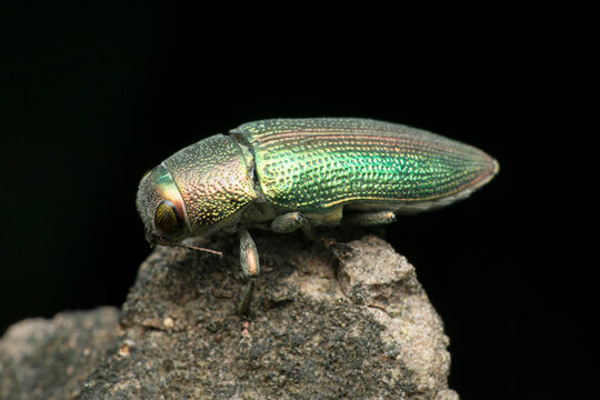 Jewel beetle, Julodis species, Satara, Maharashtra, India