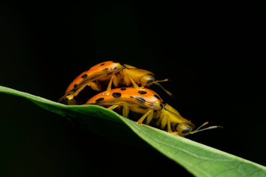 Mating pair of golden tortoise beetle,, Charidotella sexpunctata, Satara, Maharashtra, India