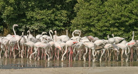 Flamingoes in Dubai