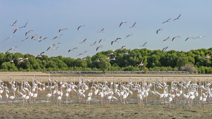 Flamingoes in Dubai