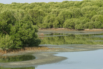 Obraz premium Mangroves Growing in Dubai