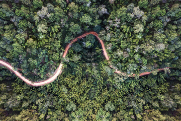 Aerial view of lush forest with winding road in tropical rainforest at national park