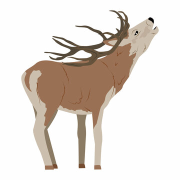 Male Red Deer Isolated On White Background. Noble Deer. Vector Illustration