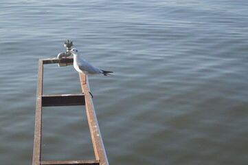 seagull on a boat