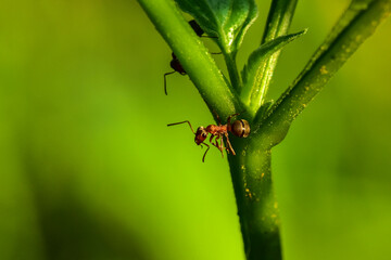 Insects inhabiting wild plants