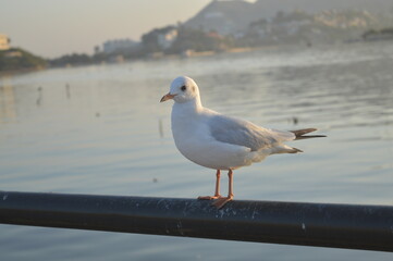 seagull on the pier