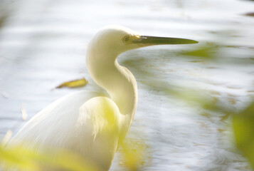 シラサギの横顔