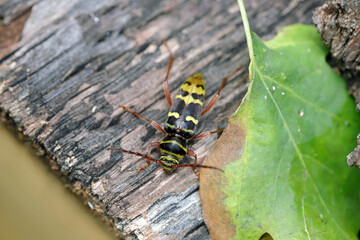 Fototapeta premium Macro photo of a long horn beetle - Plagionotus detritus. Beetle on oak bark.