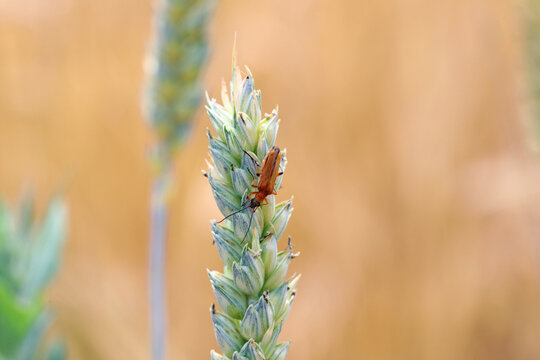Beetle from family Oedemeridae commonly known as false blister beetles on wheat stalks.