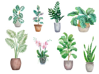 Set with watercolor houseplants in pots. Hand drawn stock illustration with tropical plants