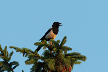 An Eurasian Magpie sitting in a tree