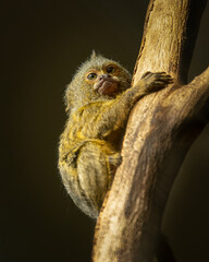 A cute little Pygmy marmoset sitting on a tree