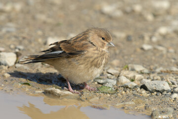 A common linnet standing beside water