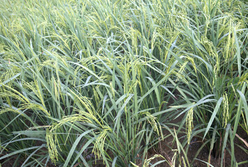  ear of rice  in the wind