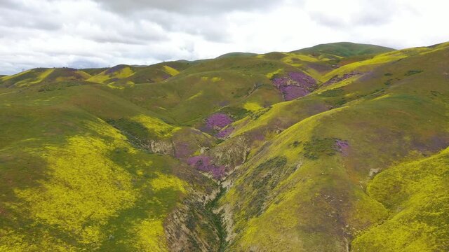 Mountains Covered By Wildflowers In Temblor Range, Carrizo Plain National Monument, California, USA - aerial drone shot