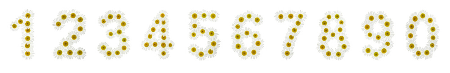 Set of arabic numbers from natural white flowers of chamomile, isolated on white background