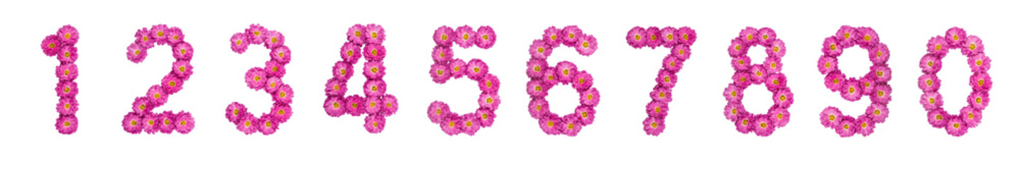 Set of arabic numbers from natural pink flowers of chrysanthemum, isolated on white background