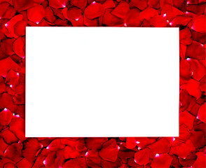 Red rose frame with white  blank