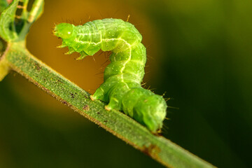 Insects inhabiting wild plants
